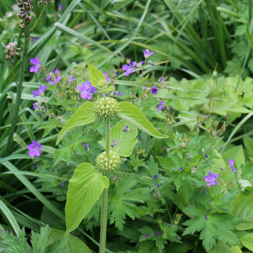 Phlomis russeliana - Salvia turca