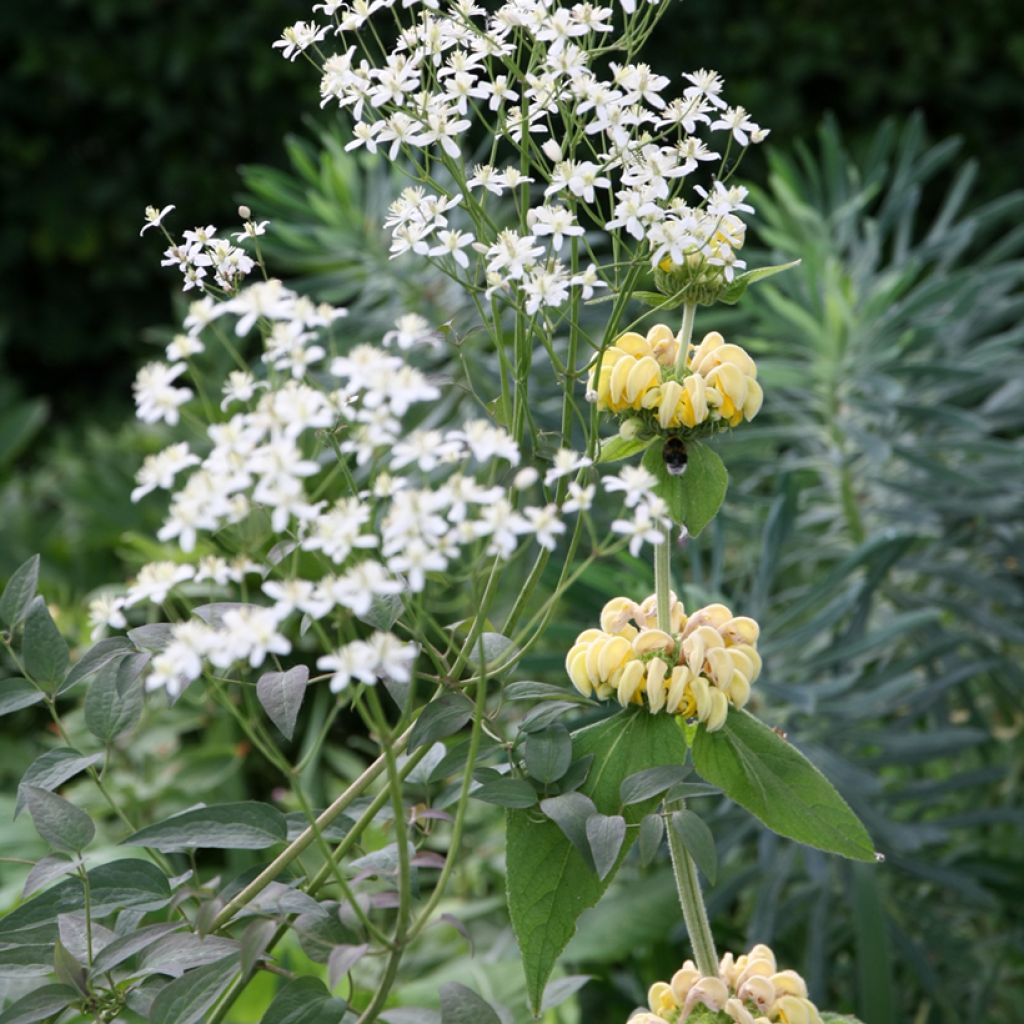 Phlomis russeliana - Salvia turca