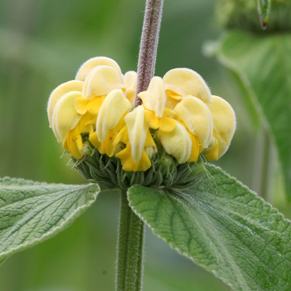 Phlomis russeliana - Salvia turca