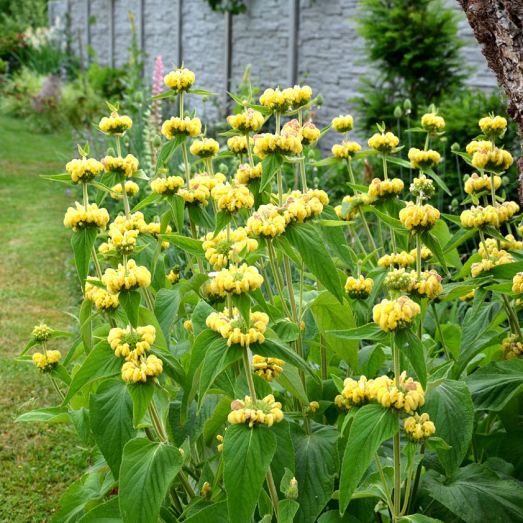 Phlomis russeliana - Salvia turca