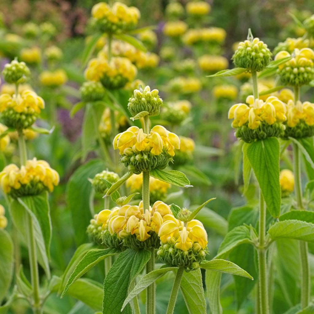 Phlomis russeliana - Salvia turca