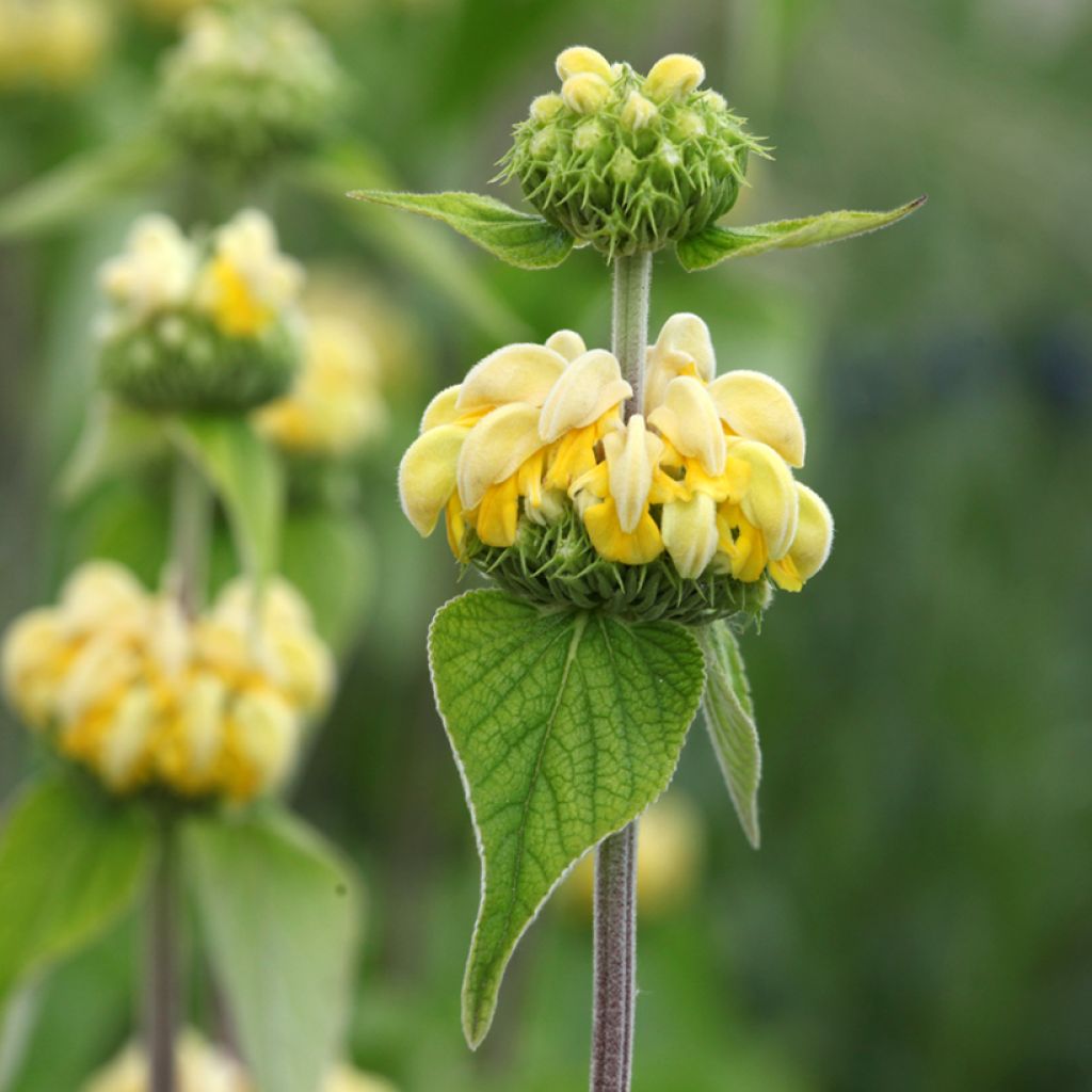 Phlomis russeliana - Salvia turca