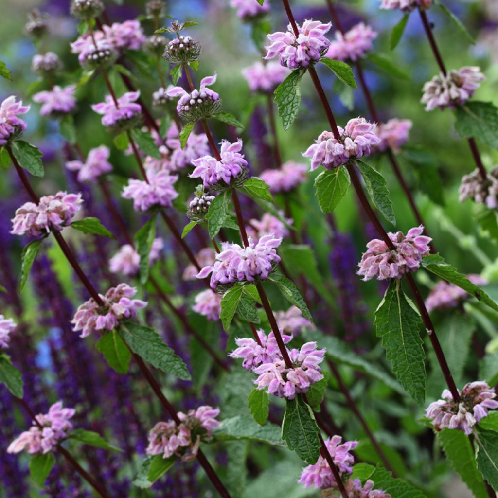 Phlomis cashmeriana - Flomis