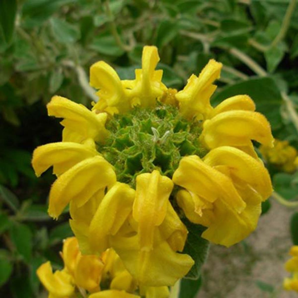 Phlomis fruticosa - Salvia de Jerusalem