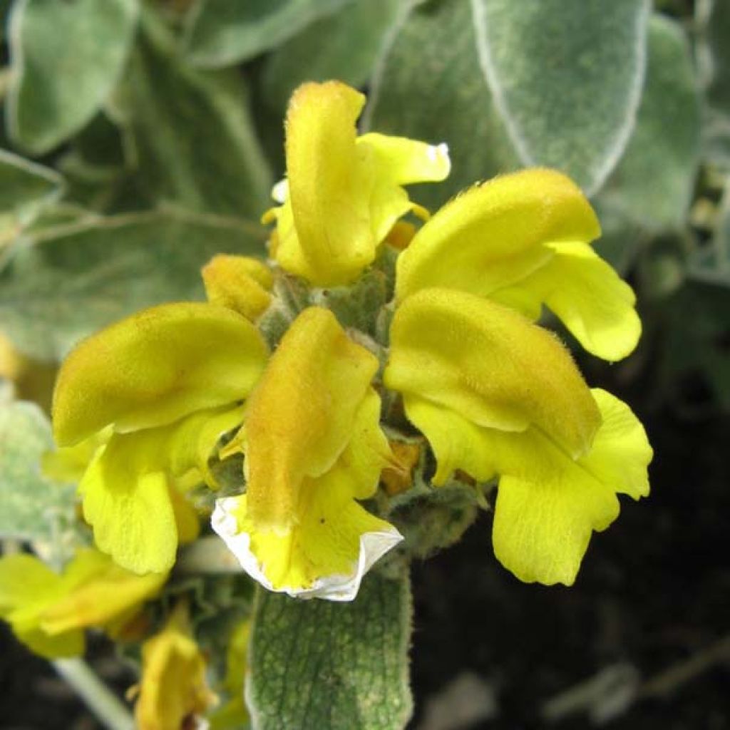 Phlomis fruticosa - Salvia de Jerusalem