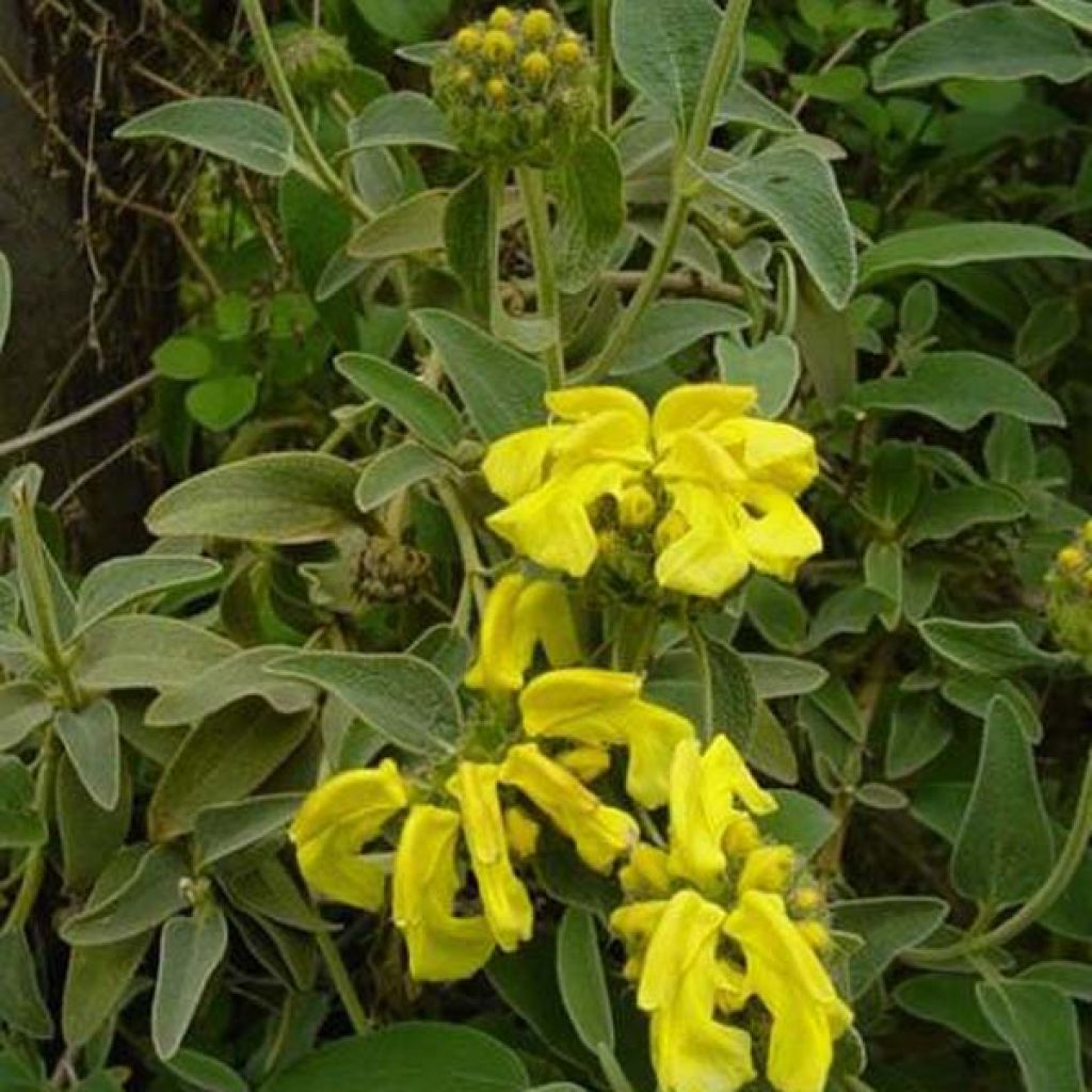 Phlomis fruticosa - Salvia de Jerusalem