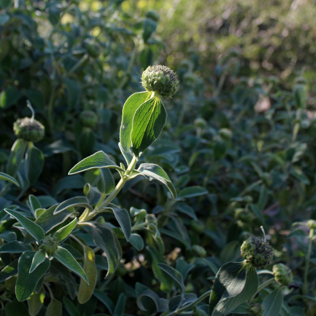 Phlomis fruticosa - Salvia de Jerusalem