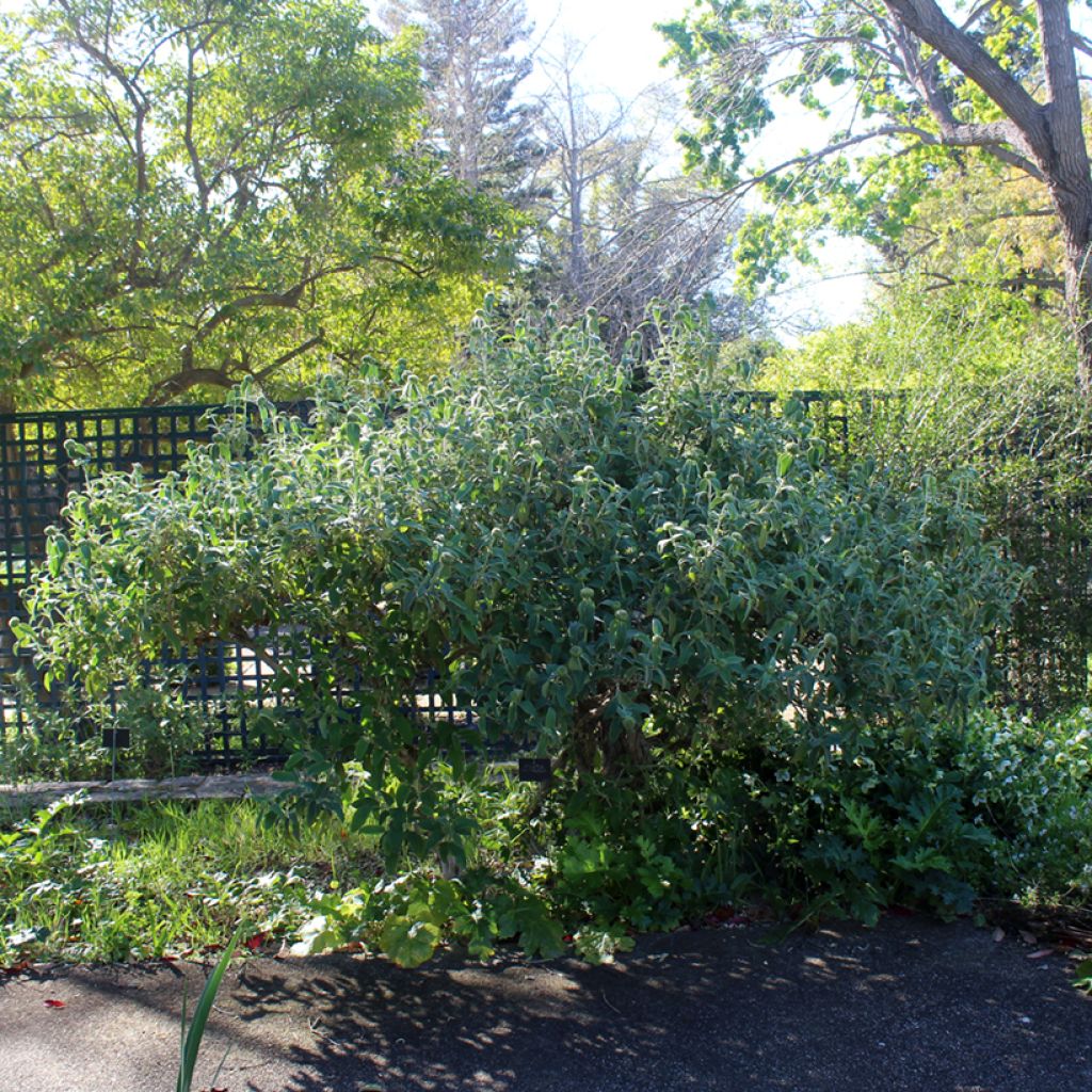 Phlomis fruticosa - Salvia de Jerusalem