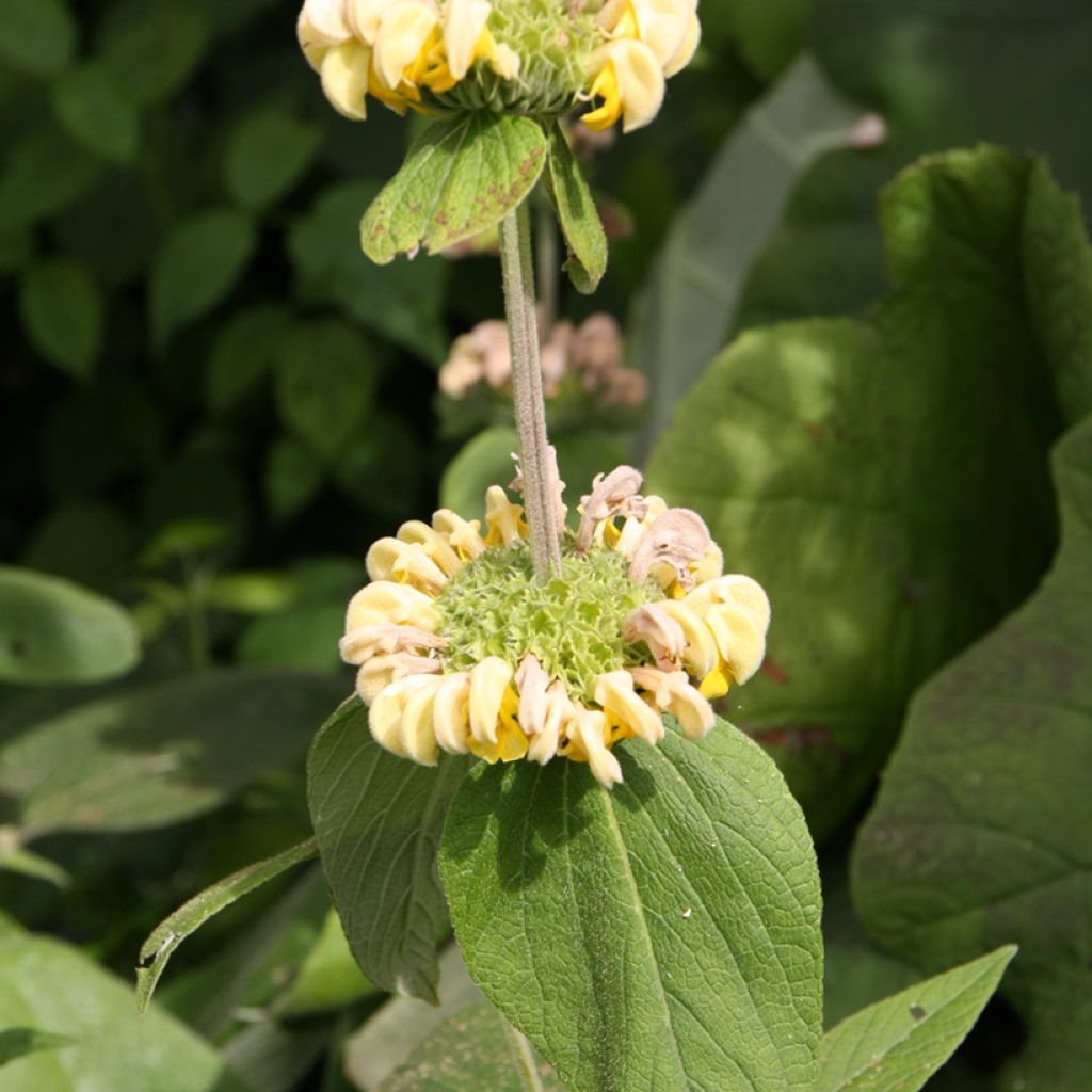 Phlomis fruticosa - Salvia de Jerusalem