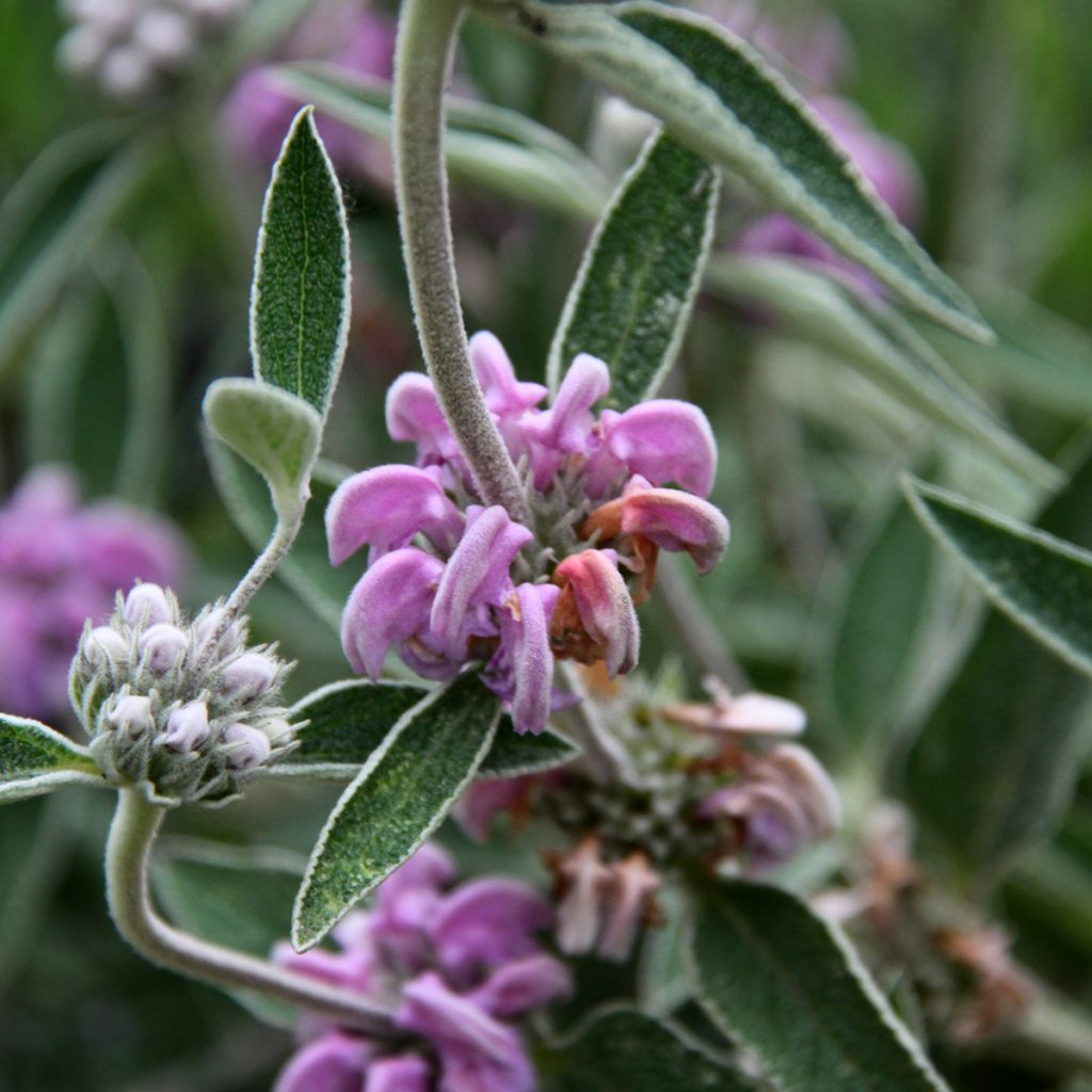 Phlomis purpurea - Matagallo