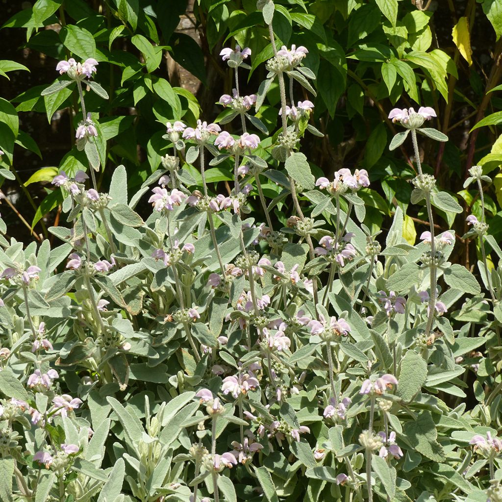 Phlomis purpurea - Matagallo