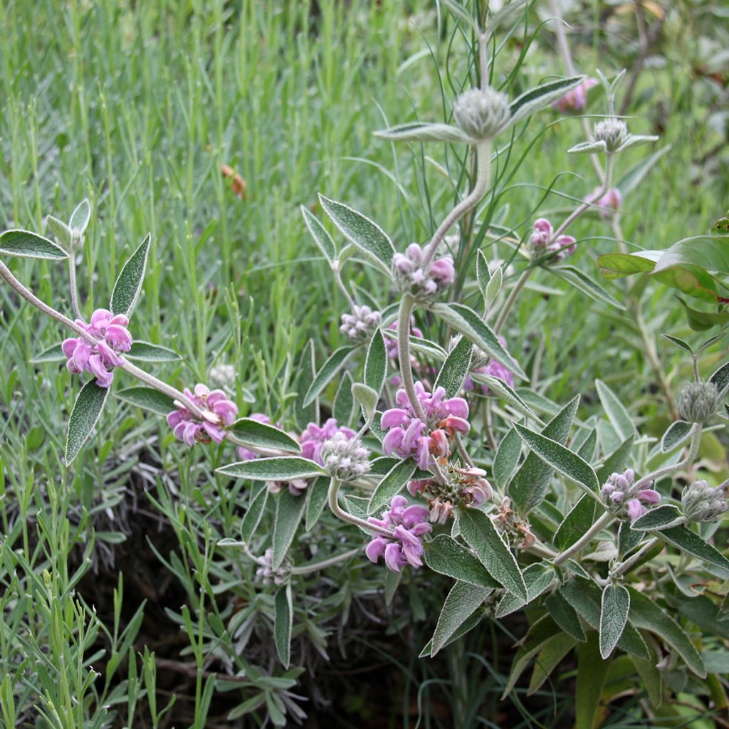 Phlomis purpurea - Matagallo