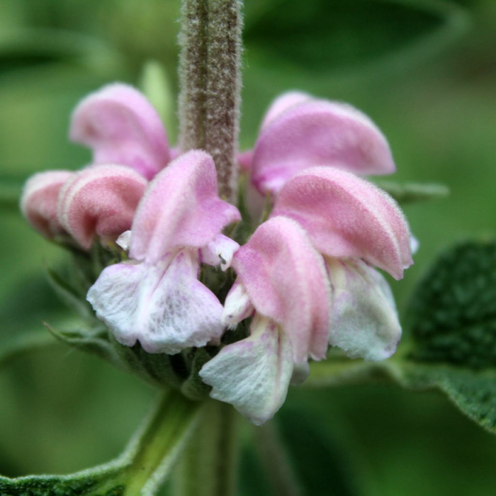 Phlomis purpurea - Matagallo