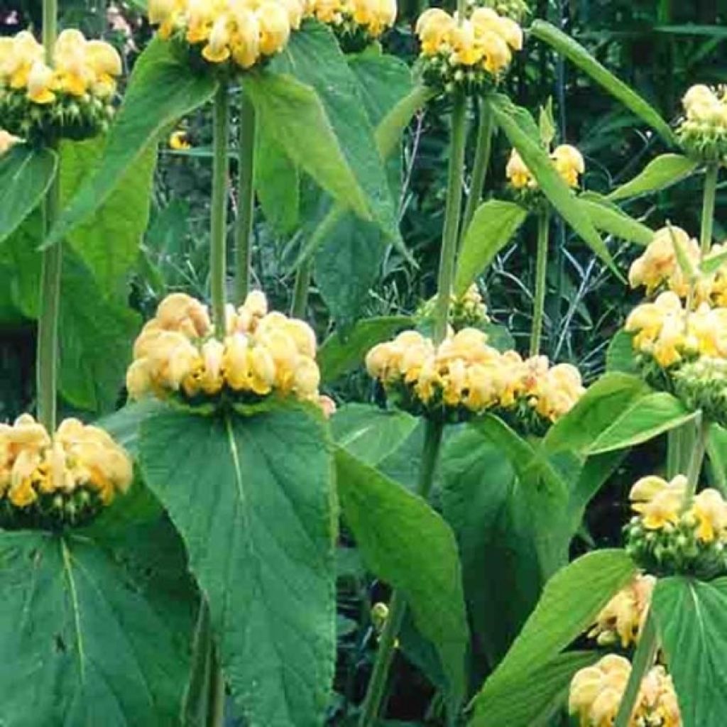 Phlomis russeliana - Salvia turca