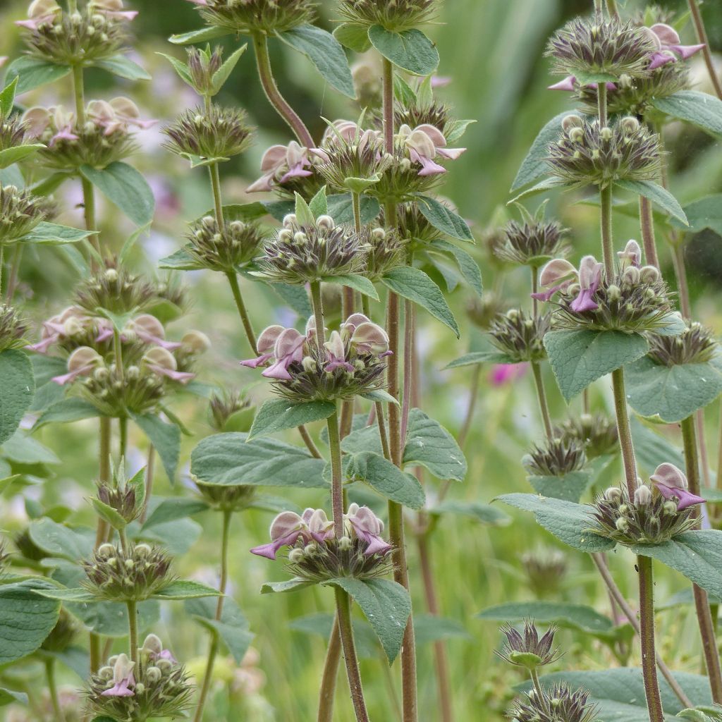 Phlomis samia - Flomis