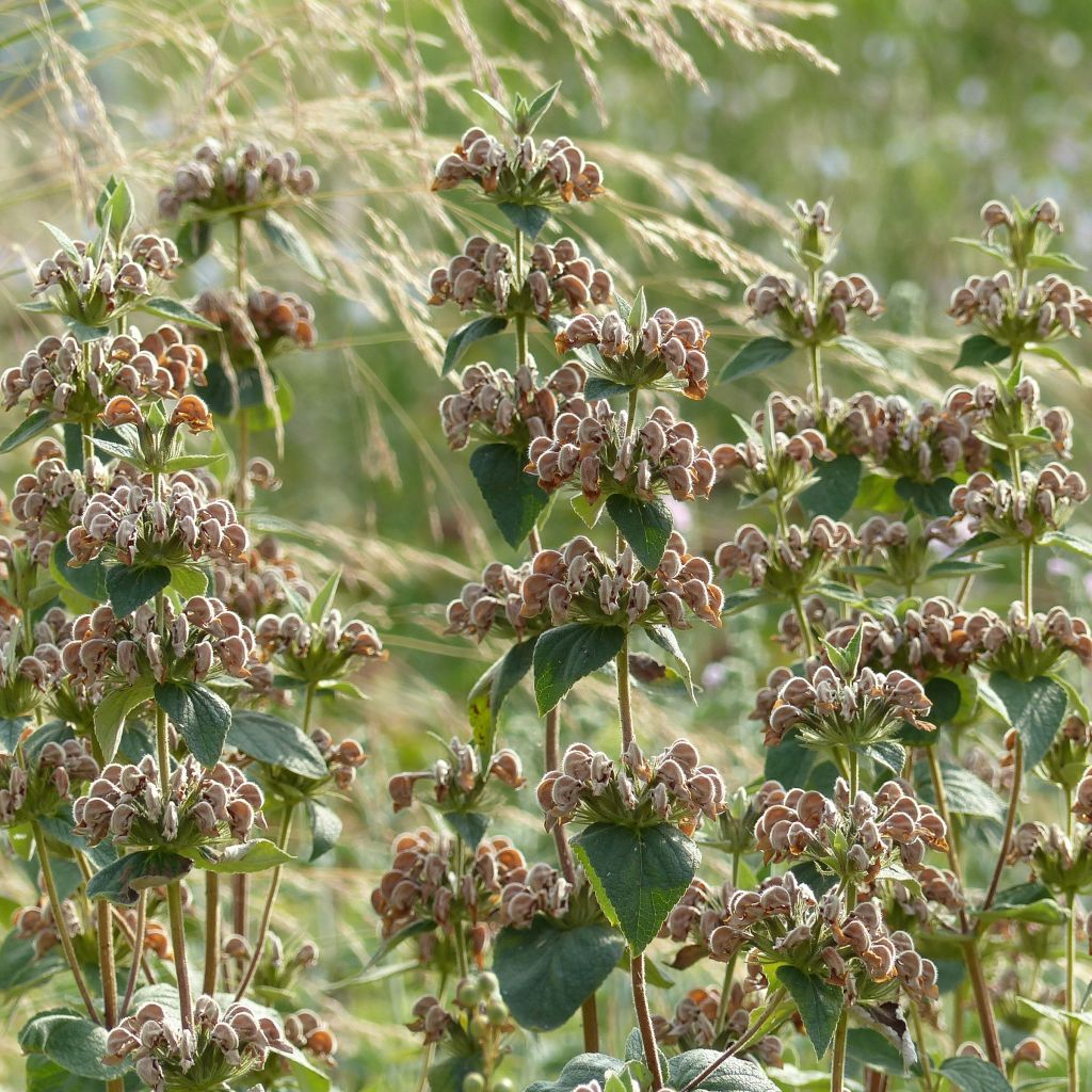 Phlomis samia - Flomis