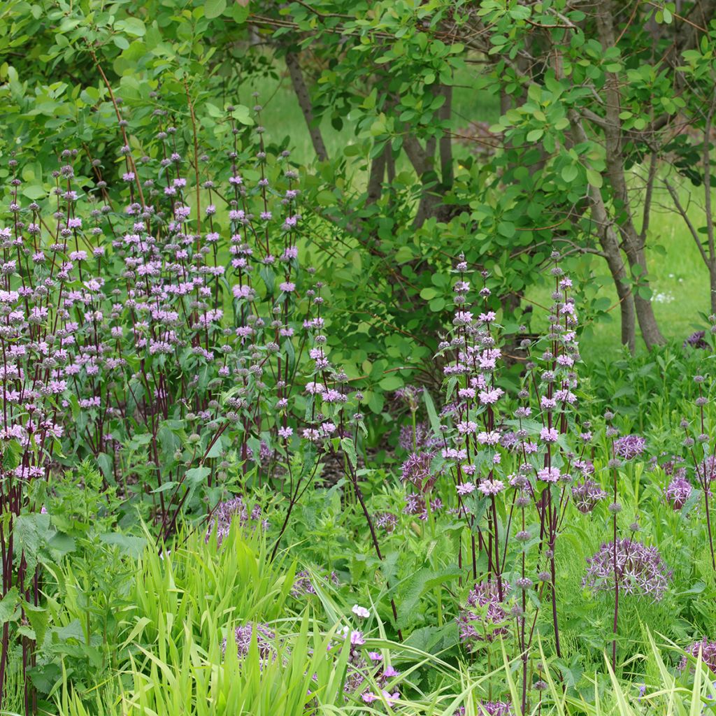 Phlomis tuberosa Amazone - Flomis