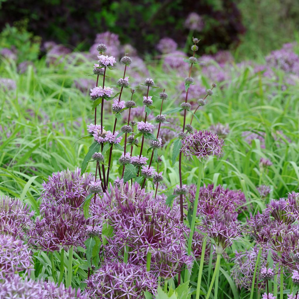 Phlomis tuberosa Amazone - Flomis