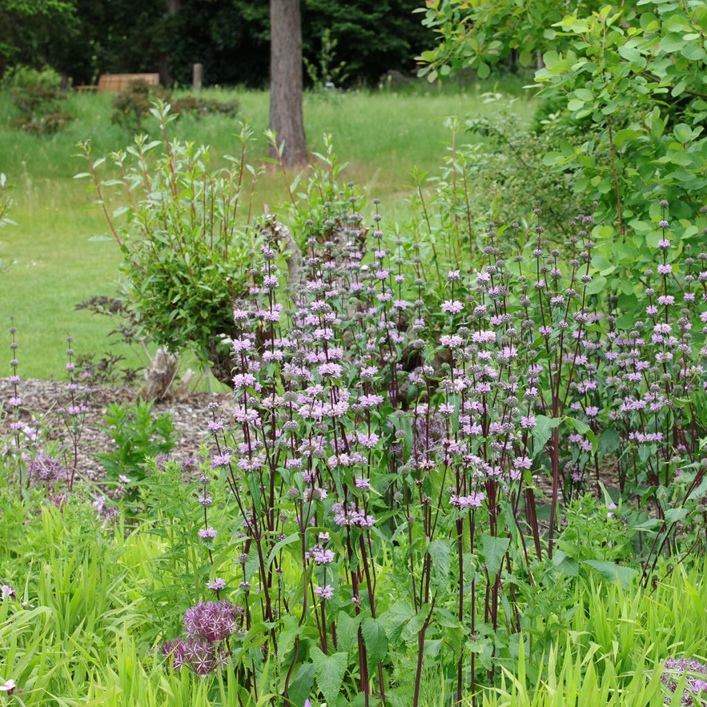 Phlomis tuberosa Amazone - Flomis