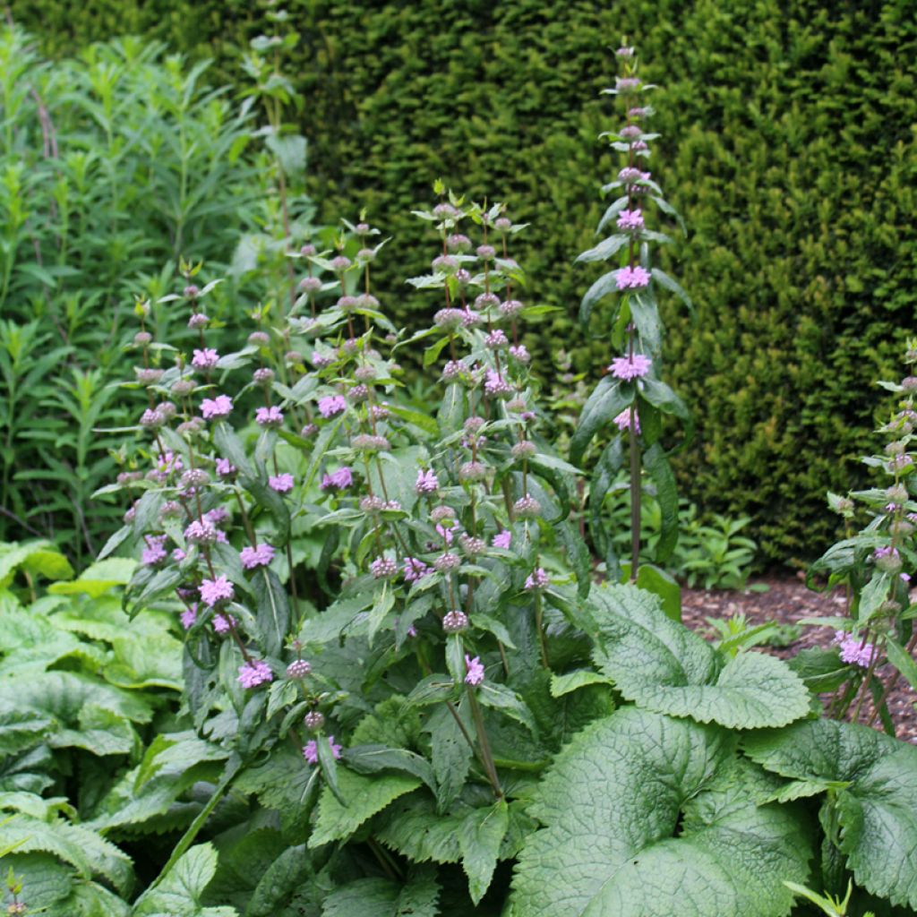 Phlomis tuberosa Amazone - Flomis