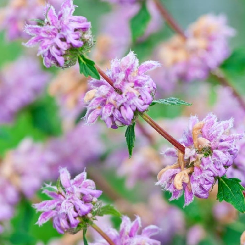 Phlomis tuberosa Amazone - Flomis