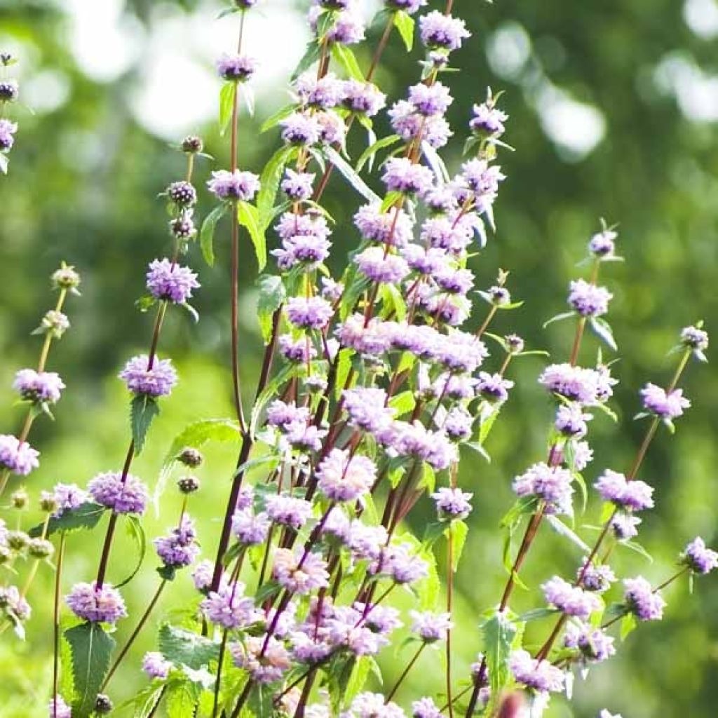 Phlomis tuberosa Amazone - Flomis