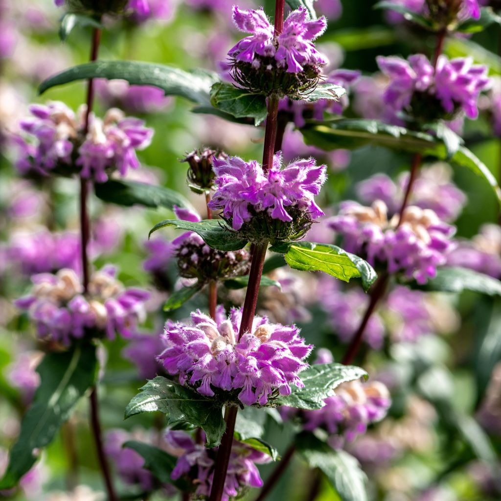 Phlomis tuberosa Amazone - Flomis