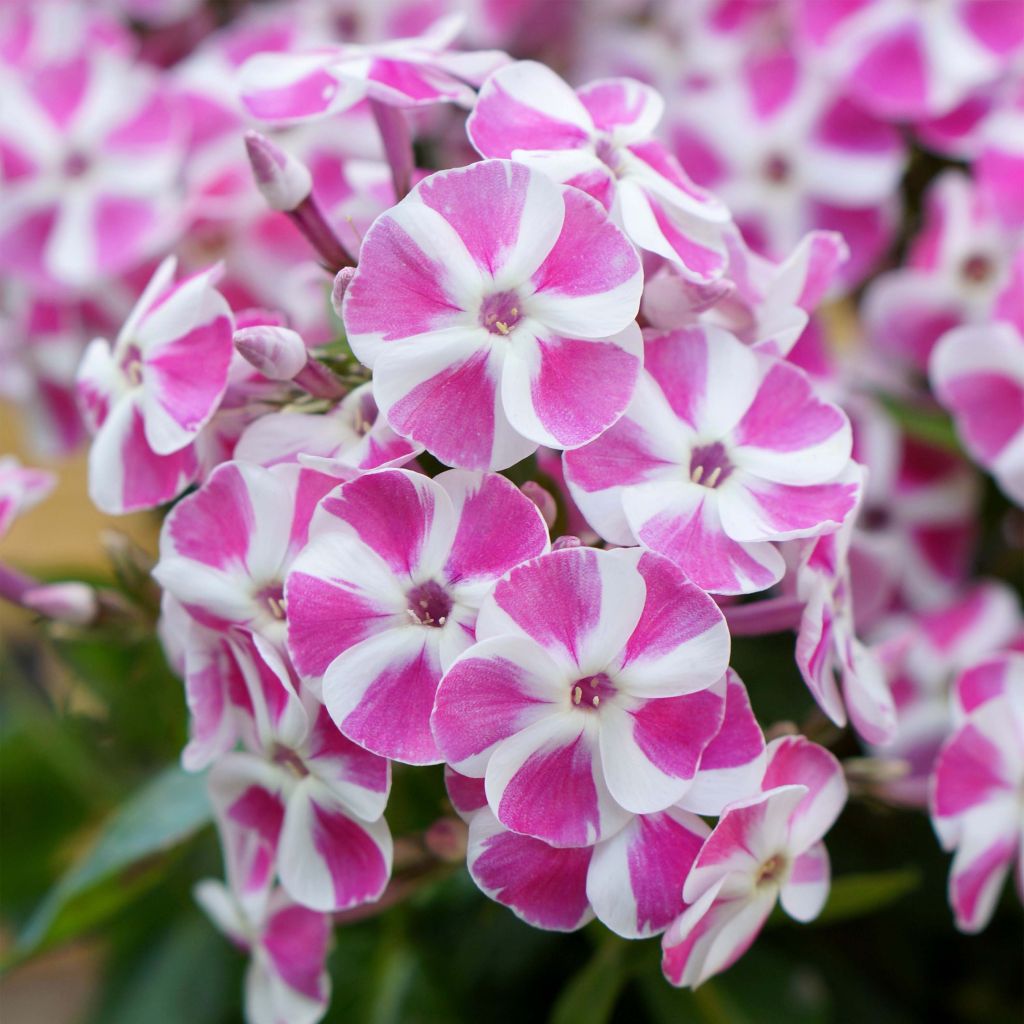 Phlox Bambini Candy Crush® - Phlox paniculé