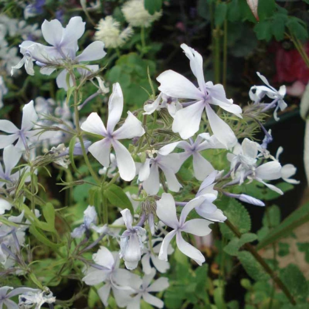 Phlox divaricata Dirigo Ice