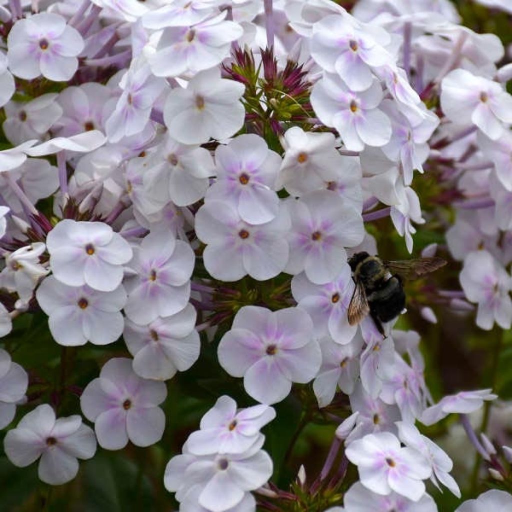 Phlox Fashionably Early Crystal - Phlox hybride