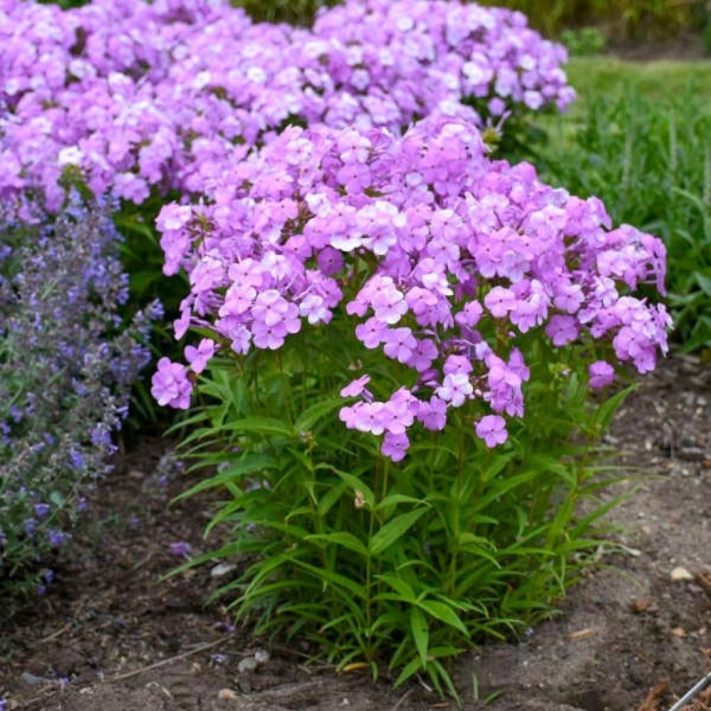 Phlox paniculata Fashionably Early Flamingo