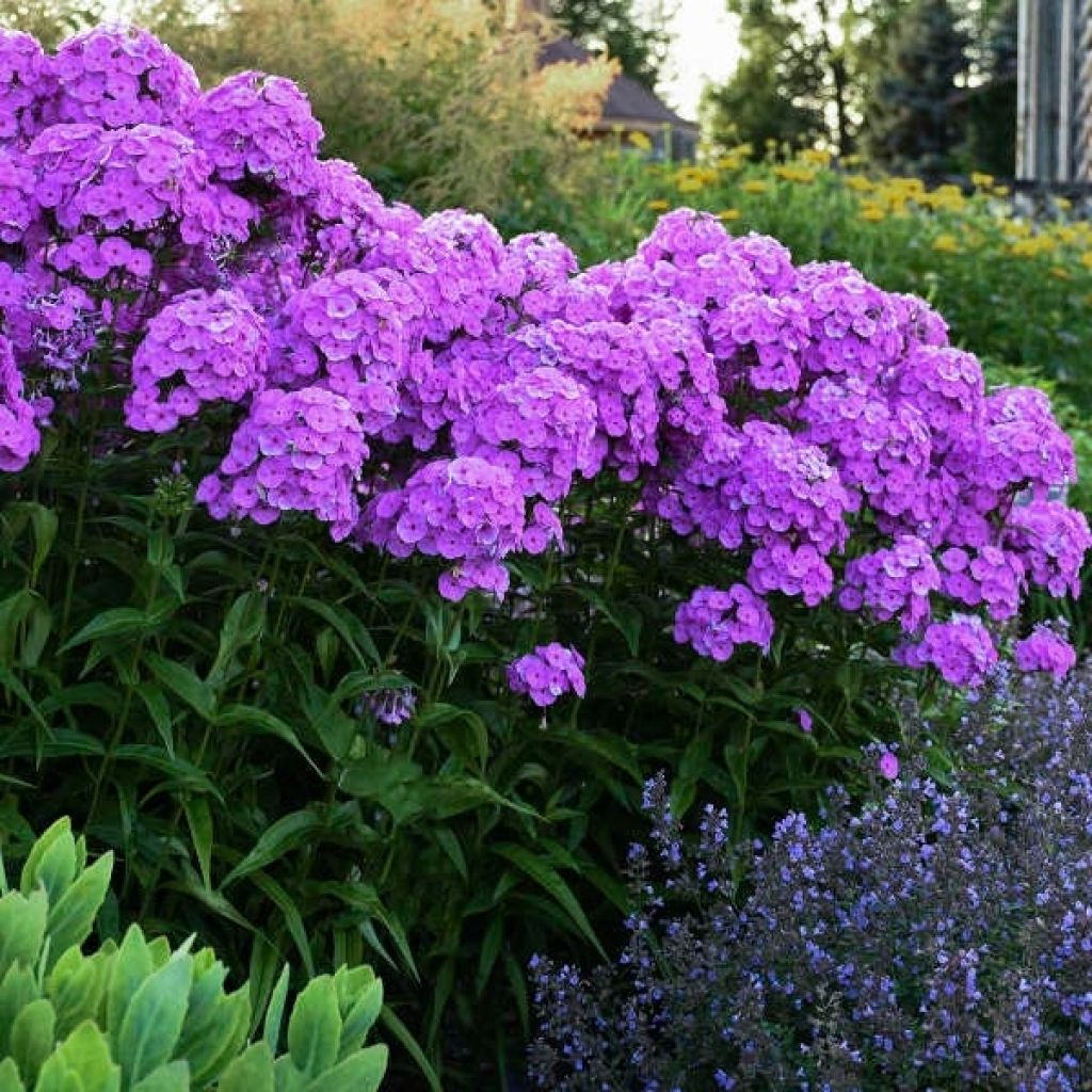 Phlox paniculata Fashionably Early Flamingo