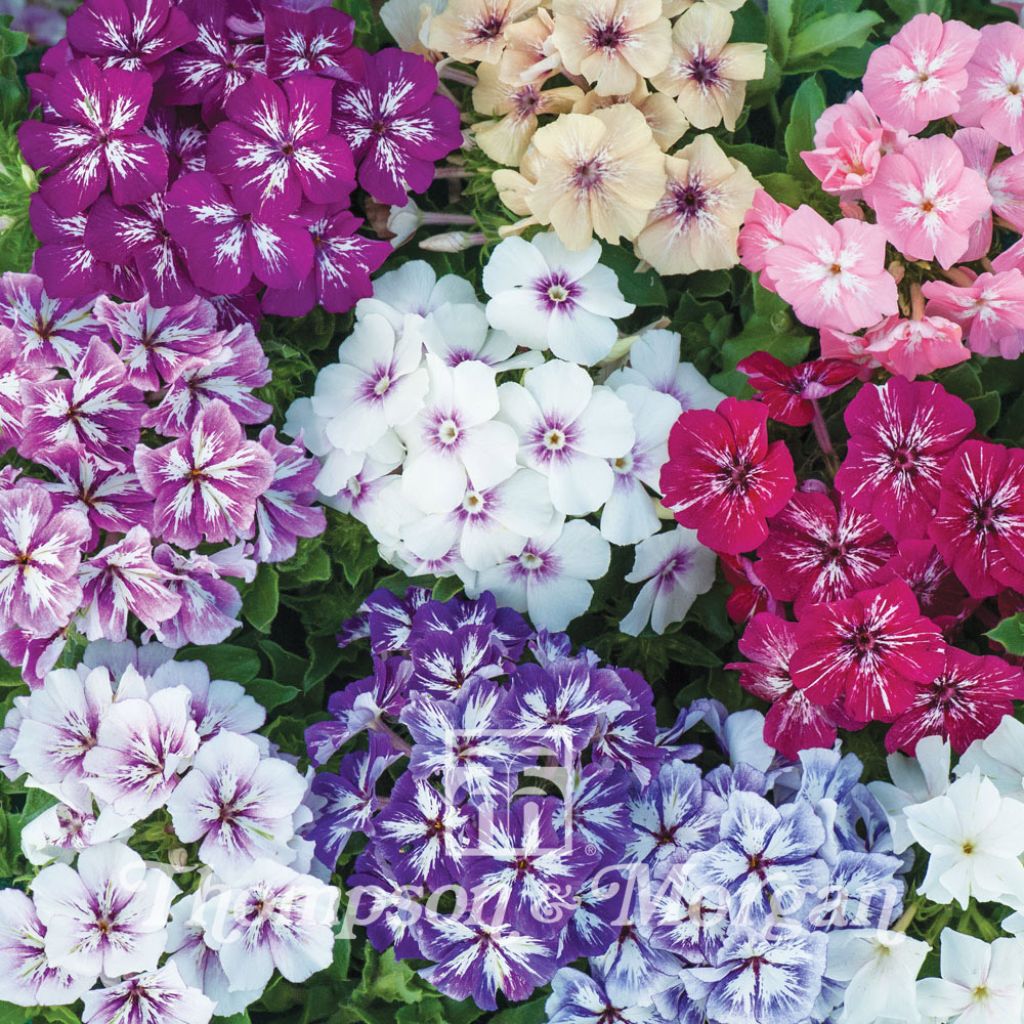 Phlox Starry Eyes 