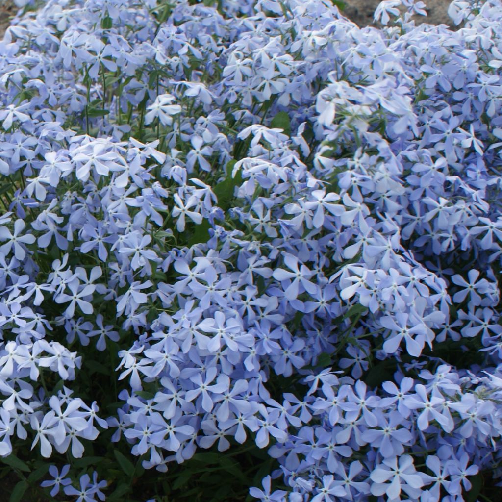 Phlox divaricata Clouds of Perfume - Phlox bleu