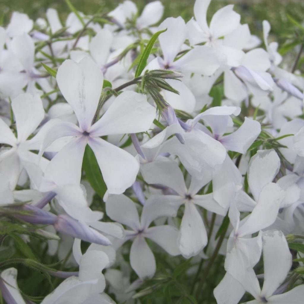 Phlox divaricata White Perfume