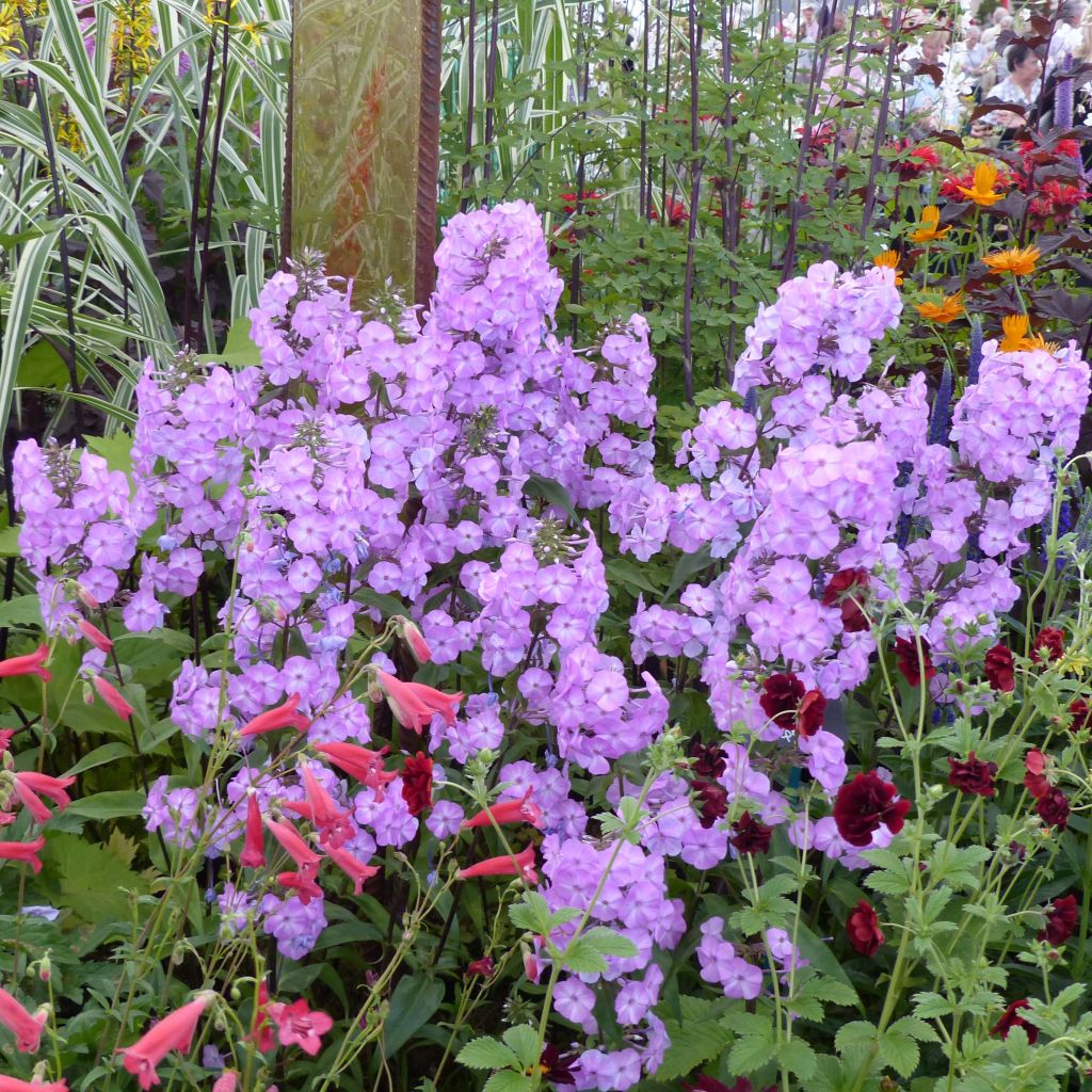 Phlox maculata Alpha