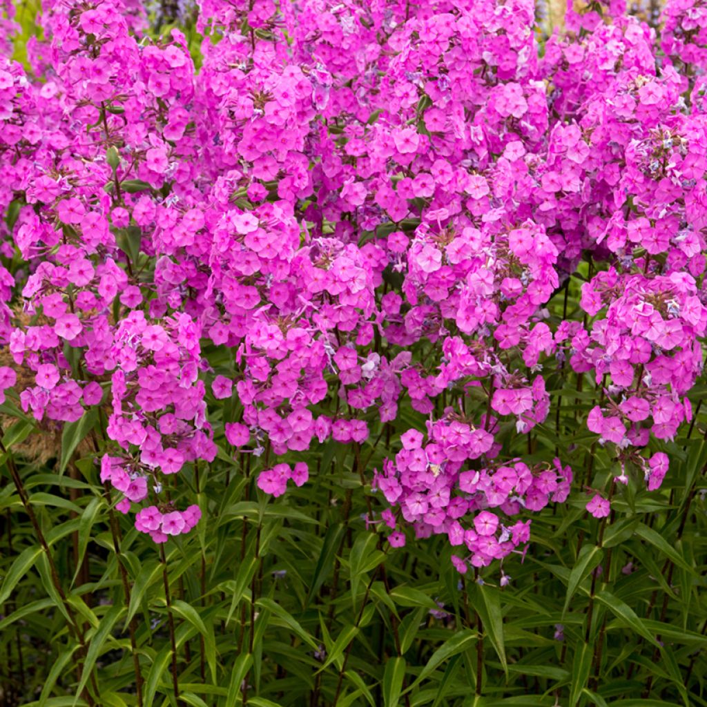 Phlox maculata Alpha