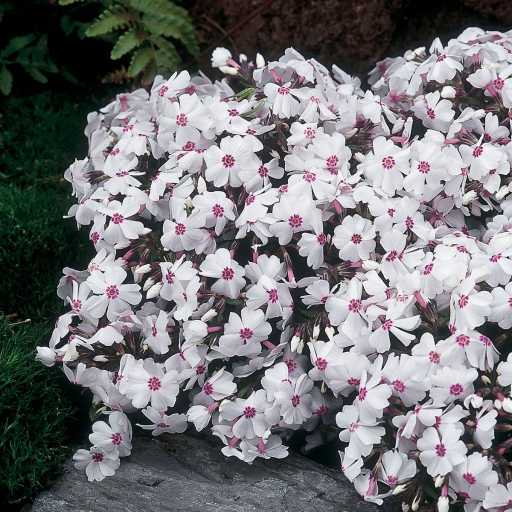 Phlox subulata Amazing Grace - Flox musgoso