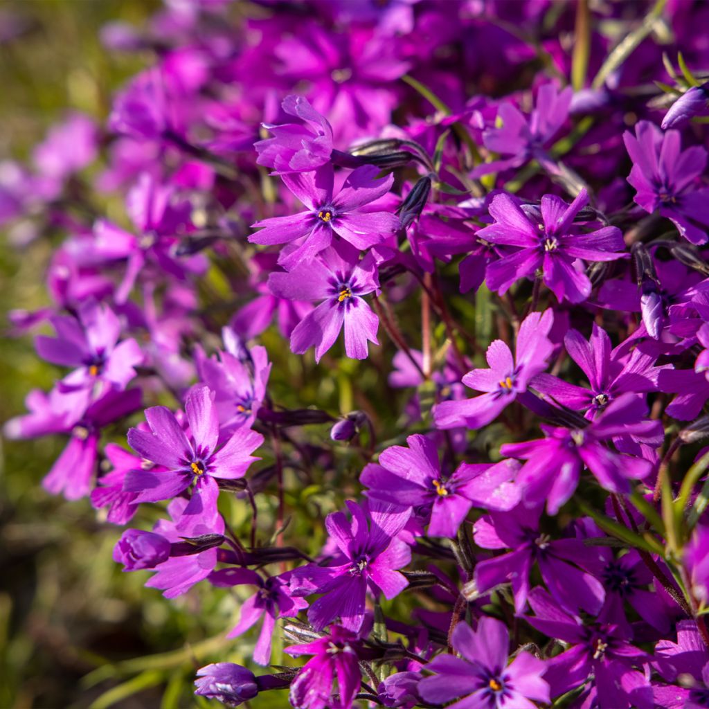 Phlox subulata Atropurpurea - Flox musgoso