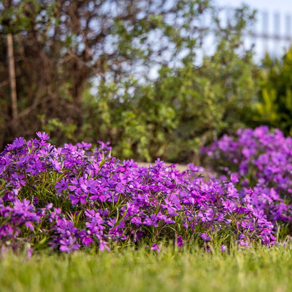 Phlox subulata Atropurpurea - Flox musgoso