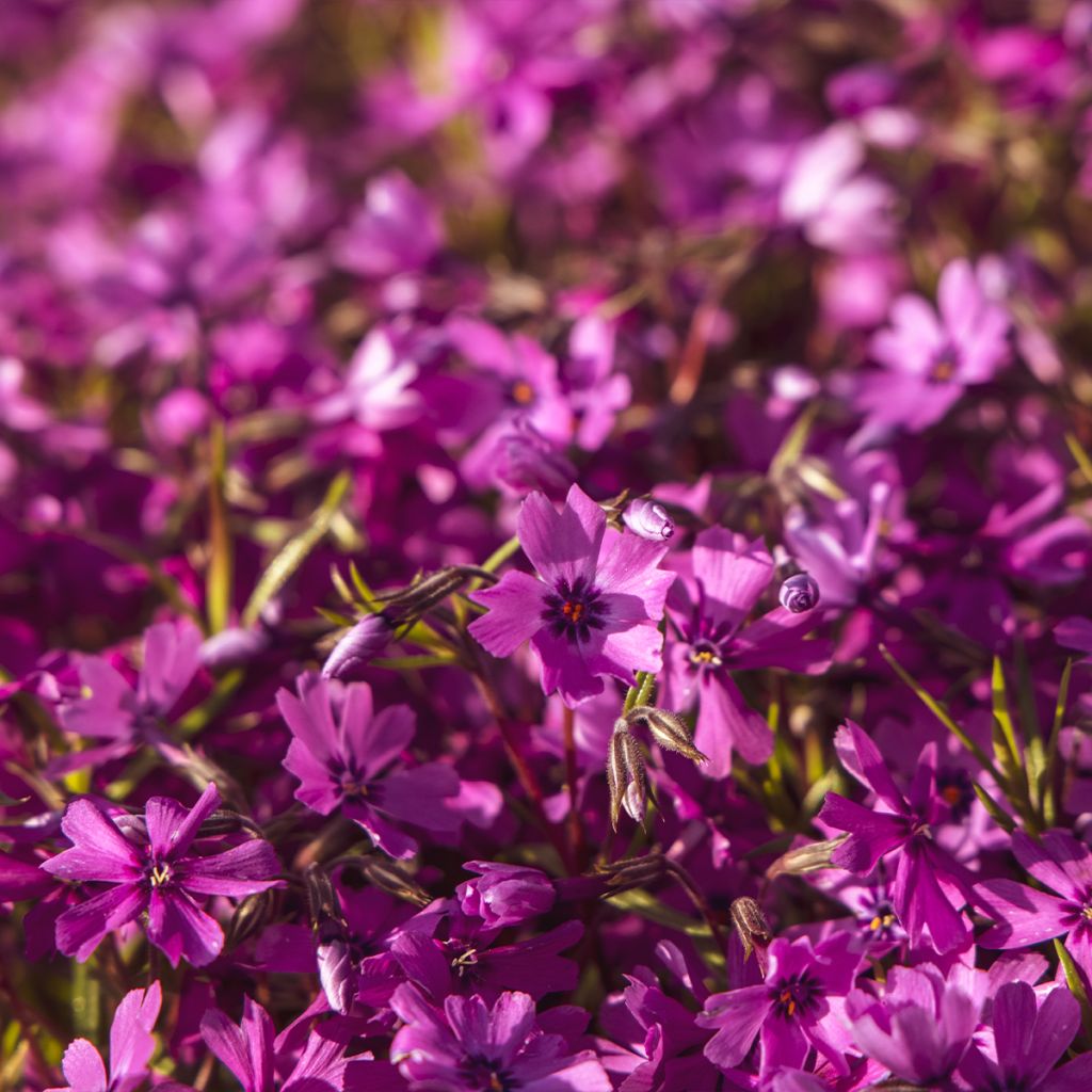 Phlox subulata Atropurpurea - Flox musgoso