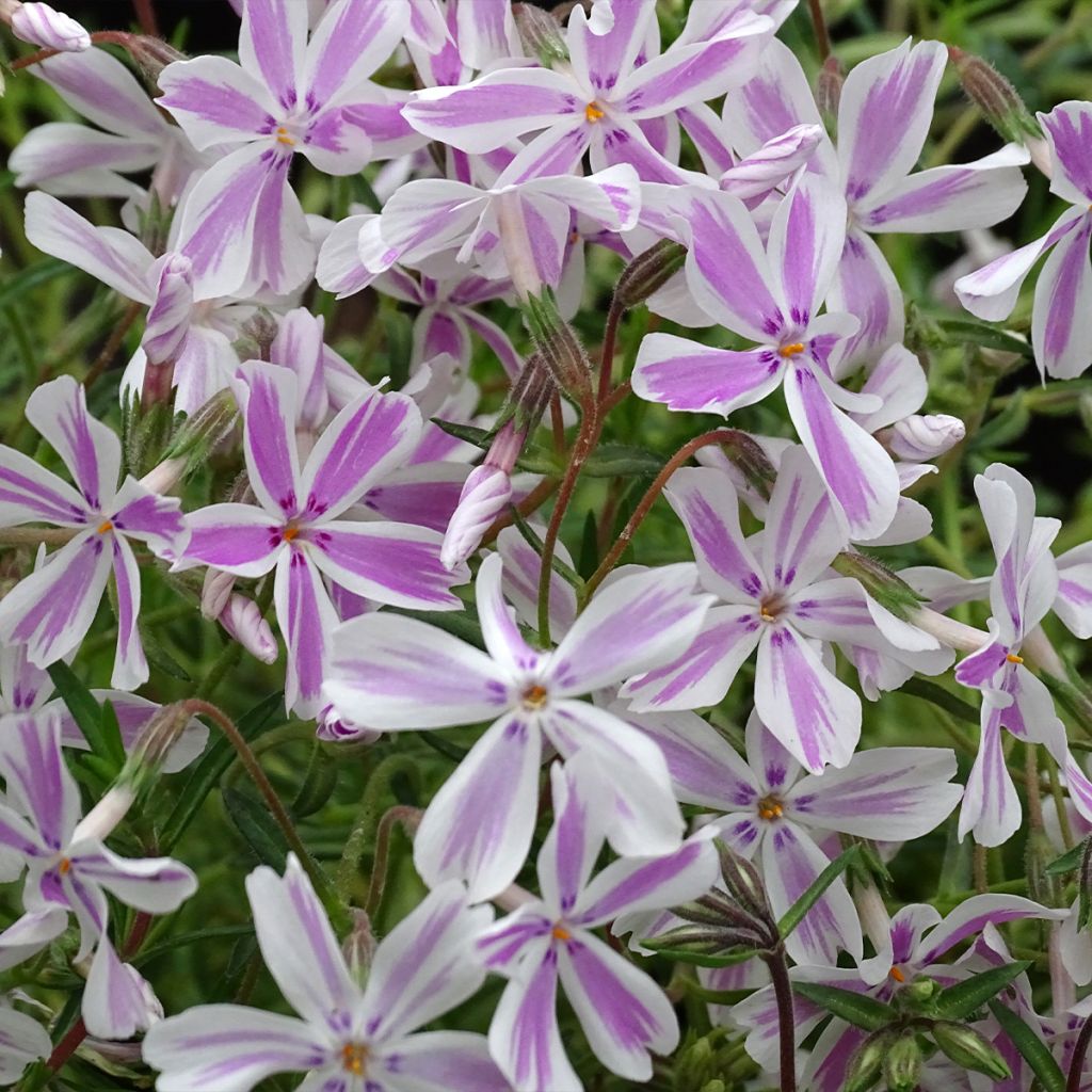 Phlox subulata Candy Stripes - Flox musgoso