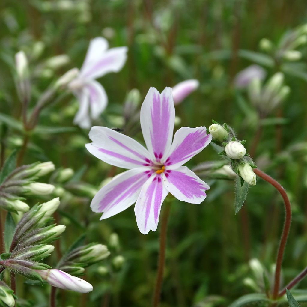 Phlox subulata Candy Stripes - Flox musgoso