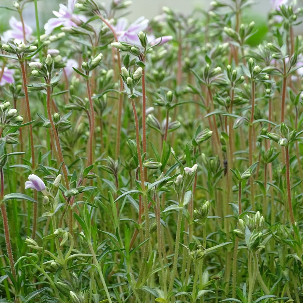 Phlox subulata Candy Stripes - Flox musgoso