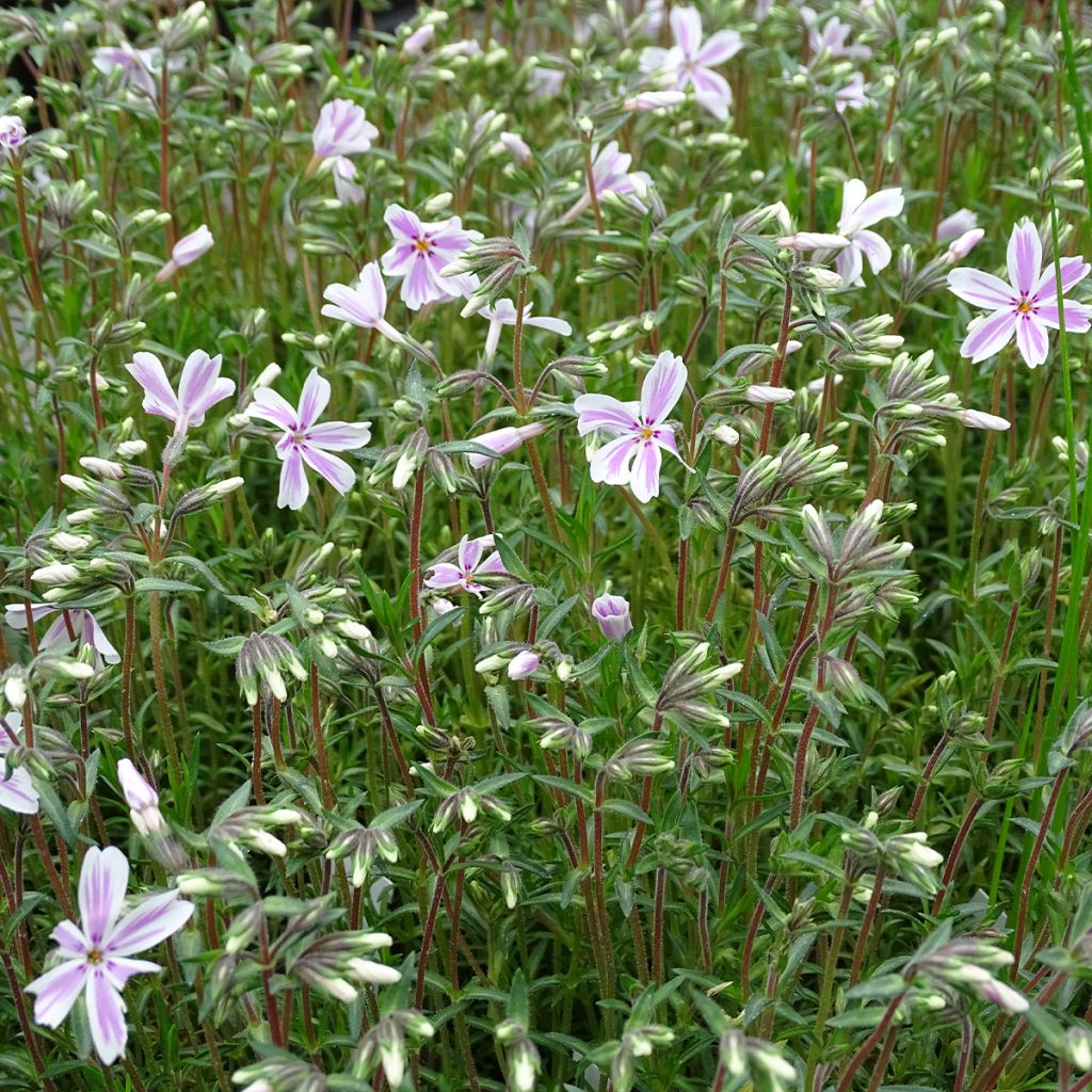 Phlox subulata Candy Stripes - Flox musgoso