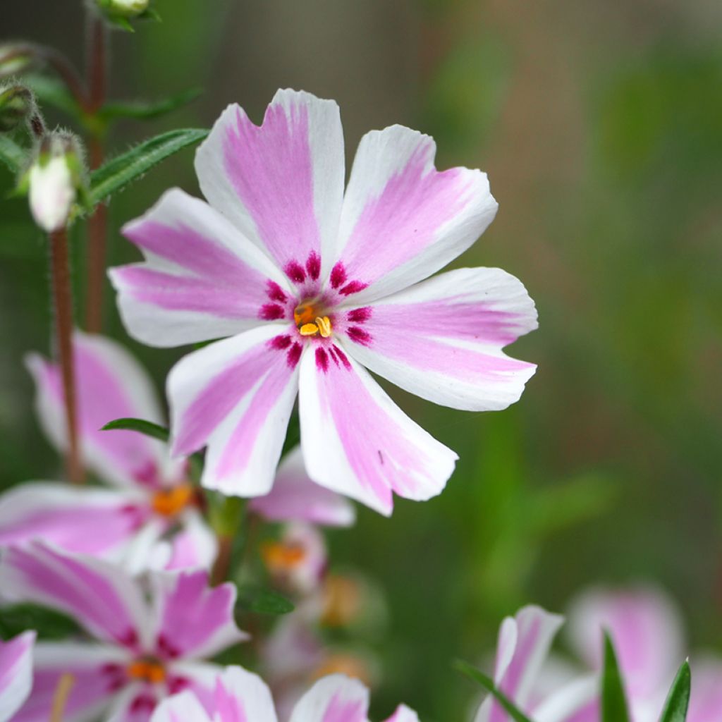 Phlox subulata Candy Stripes - Flox musgoso