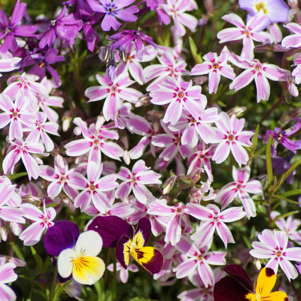 Phlox subulata Candy Stripes - Flox musgoso