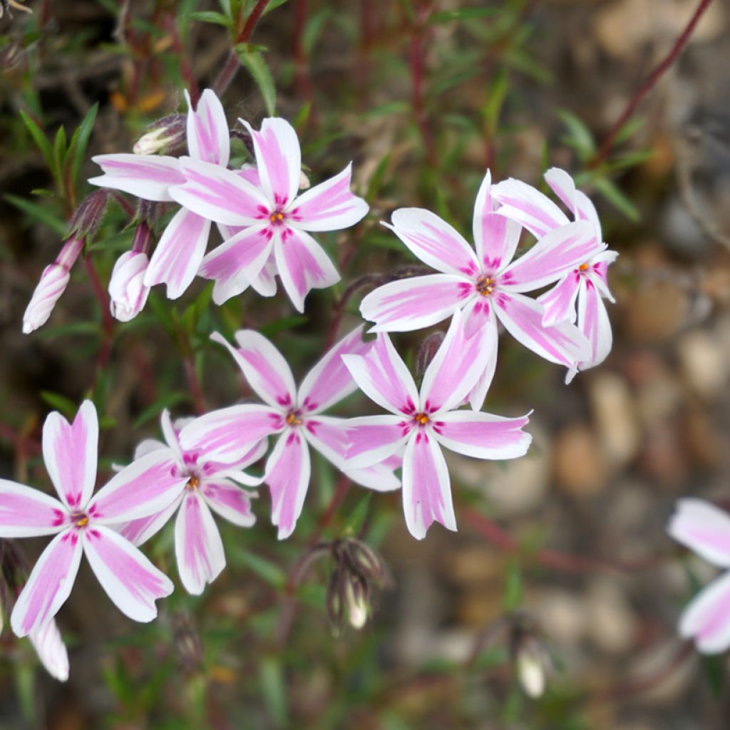 Phlox subulata Candy Stripes - Flox musgoso