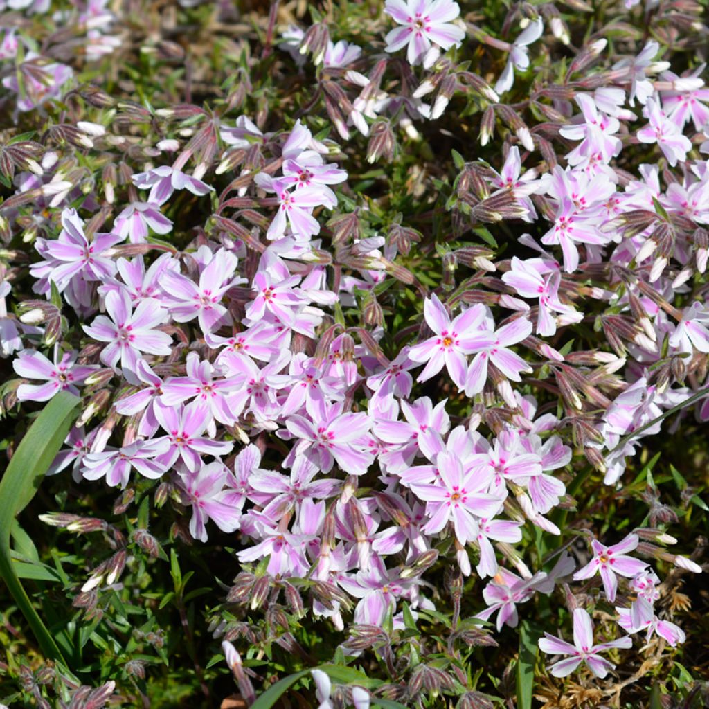 Phlox subulata Candy Stripes - Flox musgoso