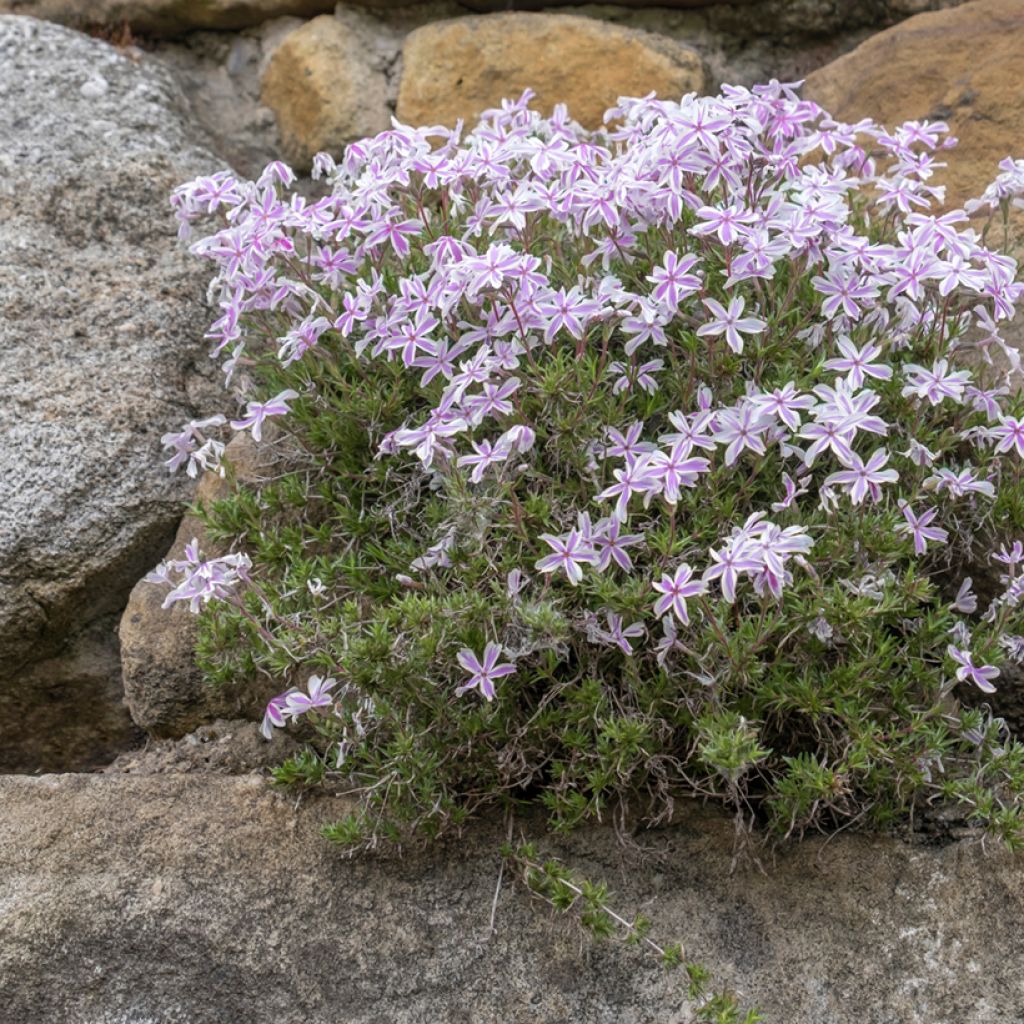 Phlox subulata Candy Stripes - Flox musgoso